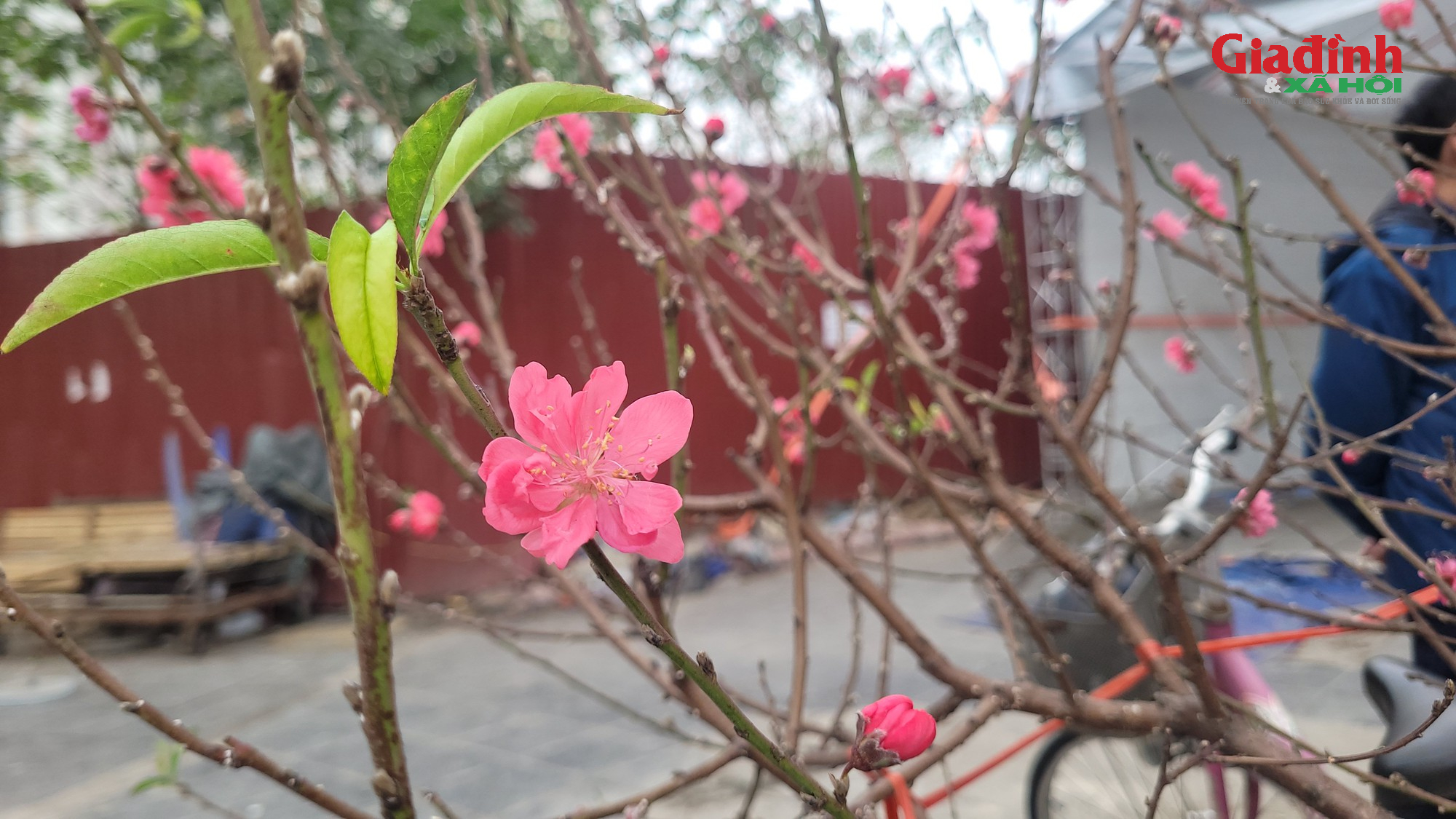 Giá cả đào rừng và đào Nhật tân tại Hà Nội cận Tết 2026Đào rừng 'xuống phố' Thủ đô ngày cận Tết, giá bán đắt đỏ, khởi điểm từ 120.000 đồng/cành - Ảnh 7. Giá cả đào rừng và đào Nhật tân tại Hà Nội cận Tết 2026Đào rừng 'xuống phố' Thủ đô ngày cận Tết, giá bán đắt đỏ, khởi điểm từ 120.000 đồng/cành - Ảnh 7.