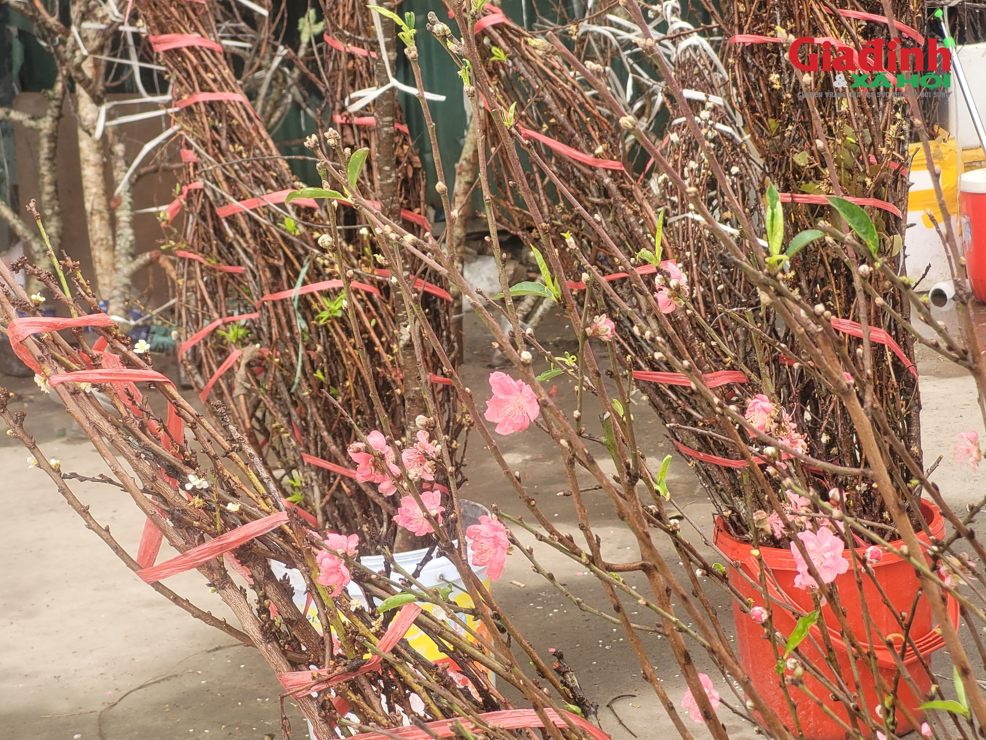 Giá cả đào rừng và đào Nhật tân tại Hà Nội cận Tết 2026Đào rừng 'xuống phố' Thủ đô ngày cận Tết, giá bán đắt đỏ, khởi điểm từ 120.000 đồng/cành - Ảnh 8. Giá cả đào rừng và đào Nhật tân tại Hà Nội cận Tết 2026Đào rừng 'xuống phố' Thủ đô ngày cận Tết, giá bán đắt đỏ, khởi điểm từ 120.000 đồng/cành - Ảnh 8.