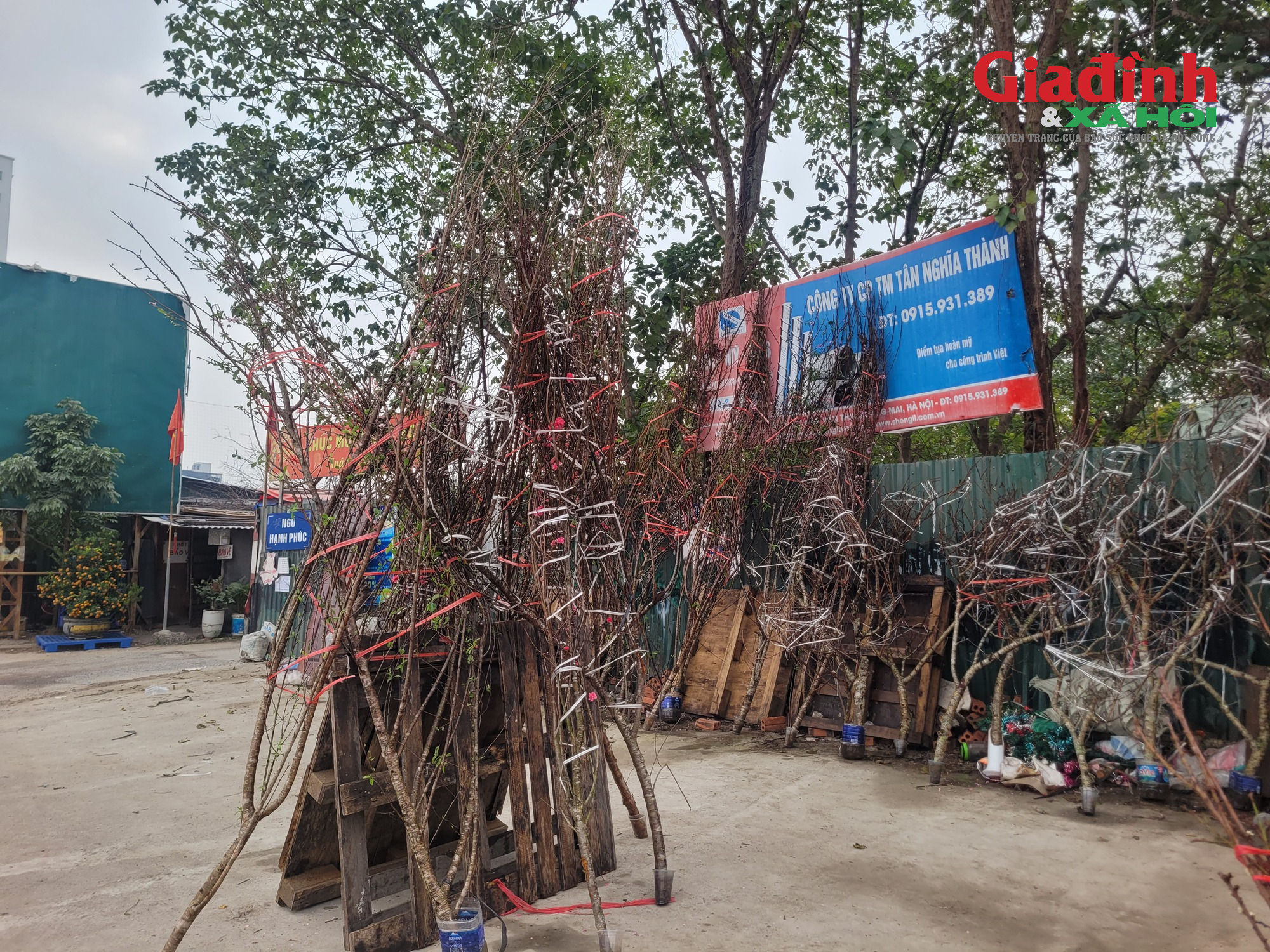 Giá cả đào rừng và đào Nhật tân tại Hà Nội cận Tết 2026Đào rừng 'xuống phố' Thủ đô ngày cận Tết, giá bán đắt đỏ, khởi điểm từ 120.000 đồng/cành - Ảnh 2. Giá cả đào rừng và đào Nhật tân tại Hà Nội cận Tết 2026Đào rừng 'xuống phố' Thủ đô ngày cận Tết, giá bán đắt đỏ, khởi điểm từ 120.000 đồng/cành - Ảnh 2.