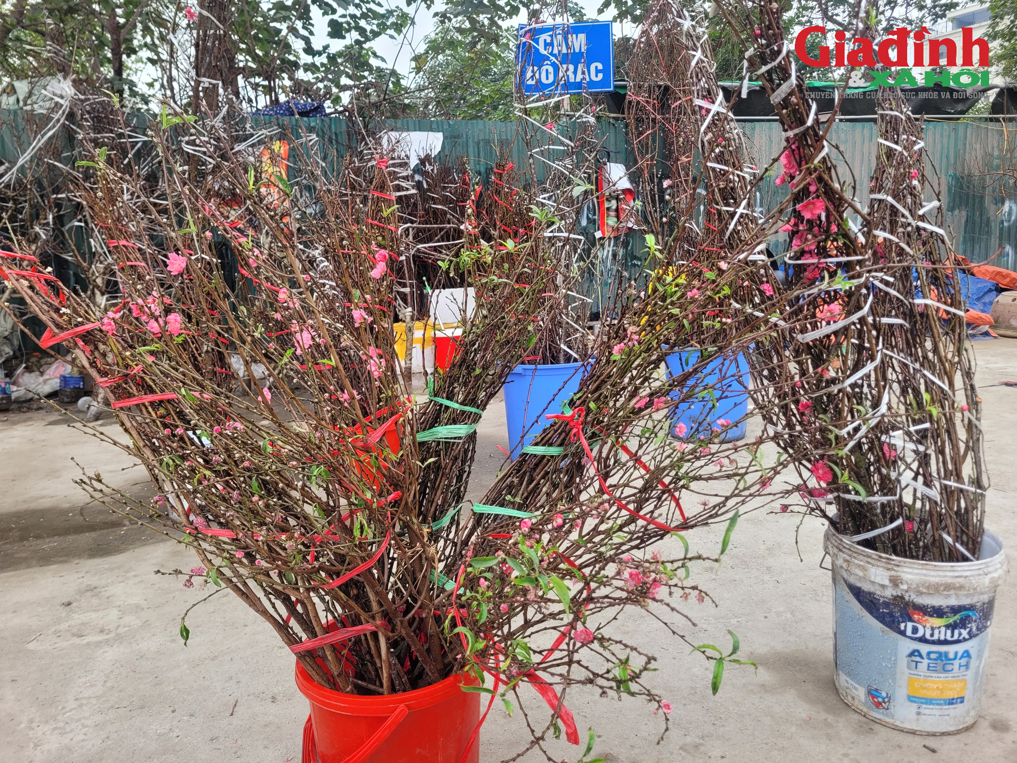 Giá cả đào rừng và đào Nhật tân tại Hà Nội cận Tết 2026Đào rừng 'xuống phố' Thủ đô ngày cận Tết, giá bán đắt đỏ, khởi điểm từ 120.000 đồng/cành - Ảnh 3. Giá cả đào rừng và đào Nhật tân tại Hà Nội cận Tết 2026Đào rừng 'xuống phố' Thủ đô ngày cận Tết, giá bán đắt đỏ, khởi điểm từ 120.000 đồng/cành - Ảnh 3.