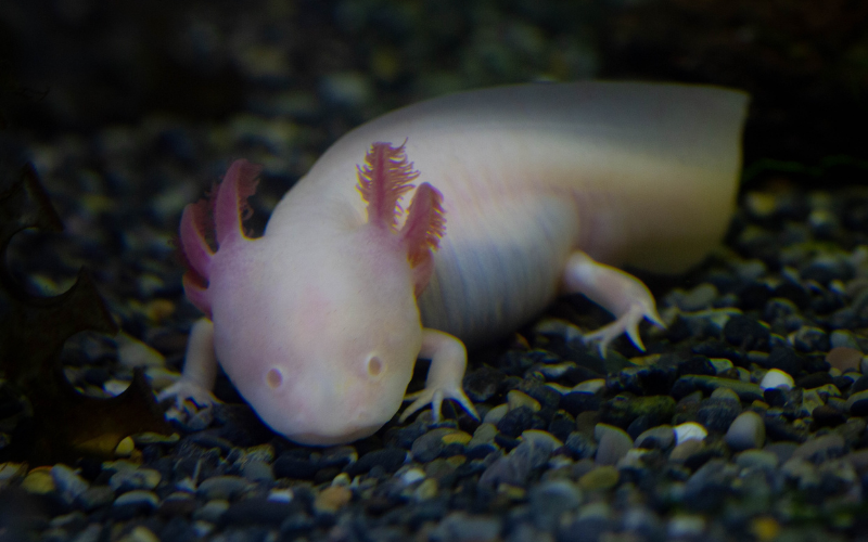 Tạo hóa chắc hẳn đã Tạo hóa chắc hẳn đã