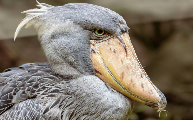 Tạo hóa chắc hẳn đã Tạo hóa chắc hẳn đã