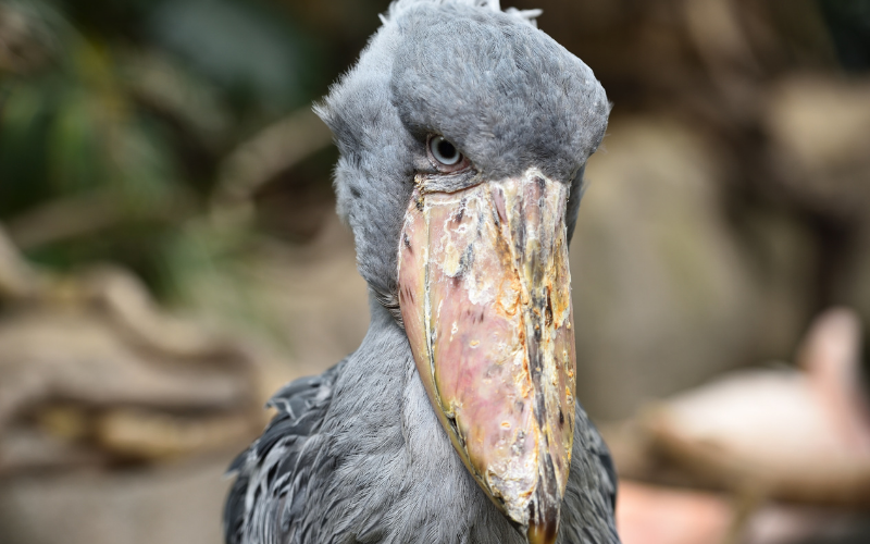 Tạo hóa chắc hẳn đã Tạo hóa chắc hẳn đã