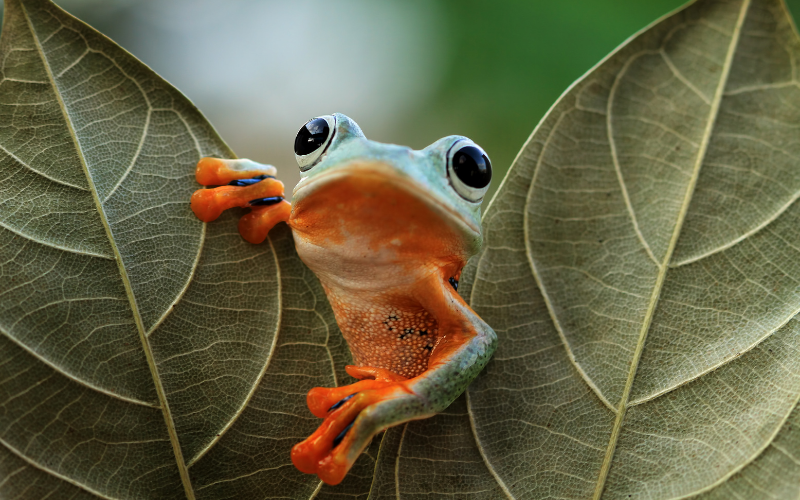 Tạo hóa chắc hẳn đã Tạo hóa chắc hẳn đã