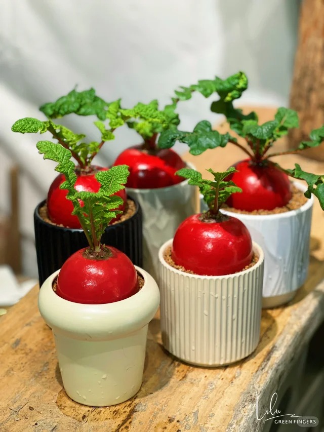 Củ cải đỏ chưng Tết độc lạ: Trang tr&iacute; kh&ocirc;ng gian sống th&ecirc;m may mắn - Ảnh 3.