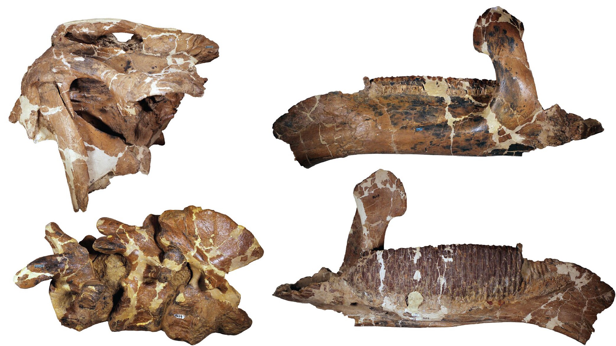 ahshislesaurus-wimani-holotype-elements-partial-skull-dentary-cervical-vertebrae-1-17676745318792017926154-1767745505680-1767745505857647517222.jpg