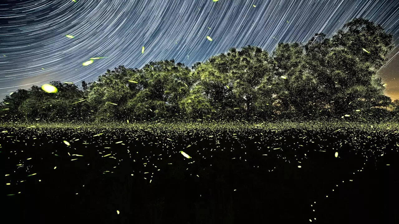 fireflies-1-1767745550428-17677455506861415075291.jpg