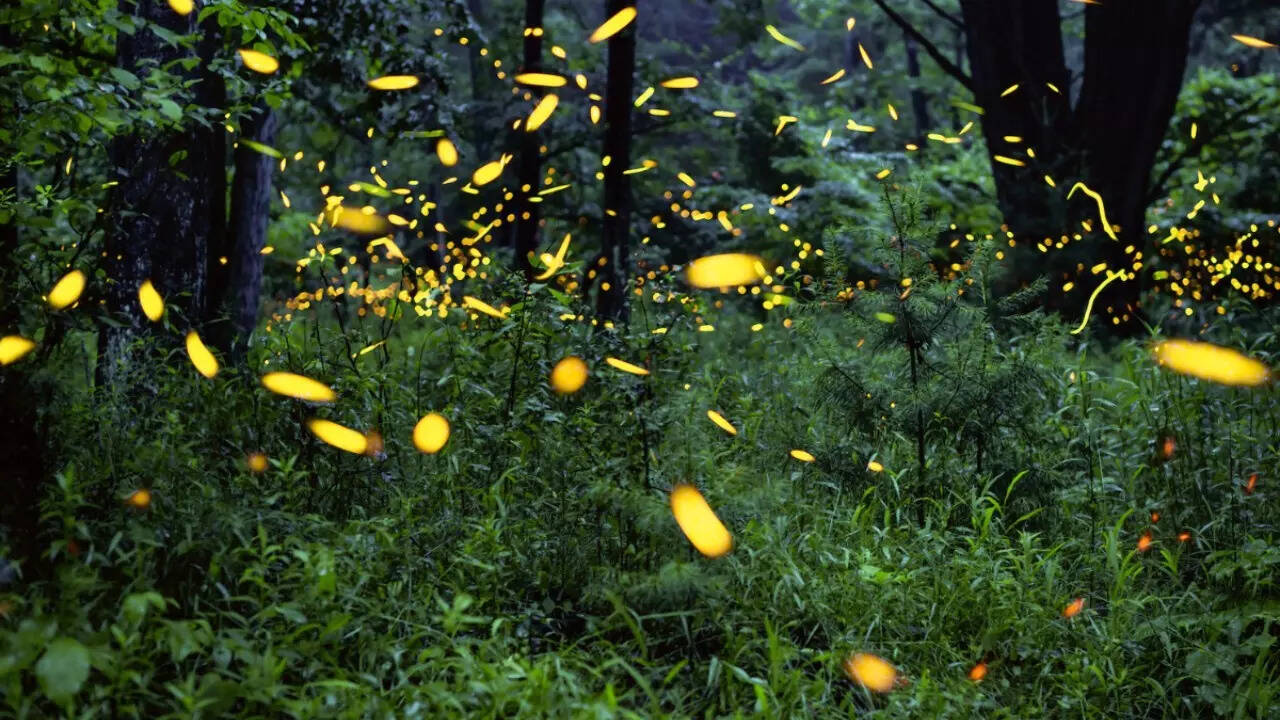fireflies-2-1767745553033-1767745553396307706498.jpg