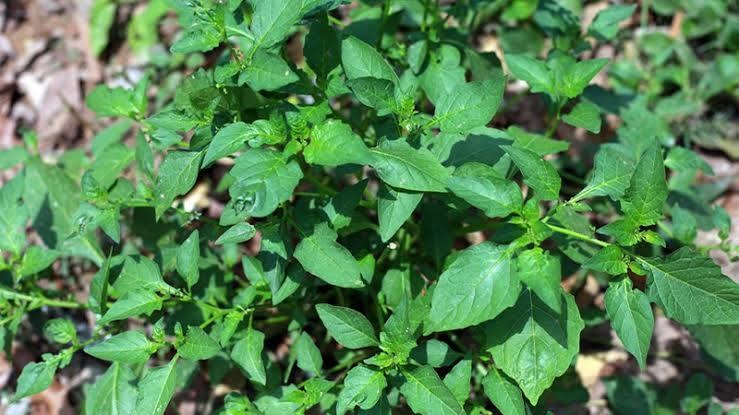 Cây rau từng bị coi là cỏ dại, nay 'lên đời' thành 'đặc sản': Chuyên gia nói gì về loại rau này? - Ảnh 1. Cây rau từng bị coi là cỏ dại, nay 'lên đời' thành 'đặc sản': Chuyên gia nói gì về loại rau này? - Ảnh 1.