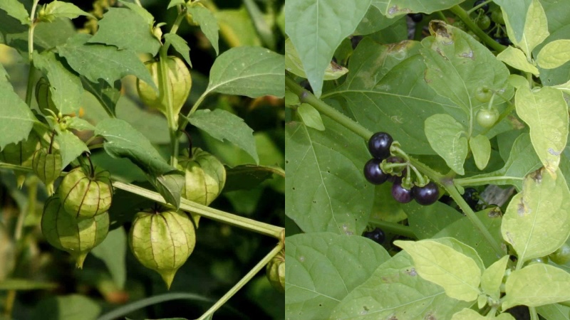 Cây rau từng bị coi là cỏ dại, nay 'lên đời' thành 'đặc sản': Chuyên gia nói gì về loại rau này? - Ảnh 2. Cây rau từng bị coi là cỏ dại, nay 'lên đời' thành 'đặc sản': Chuyên gia nói gì về loại rau này? - Ảnh 2.