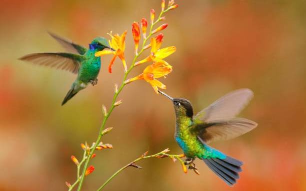 5 ng&agrave;y sinh bước v&agrave;o chu kỳ v&agrave;ng son trong năm 2026: D&aacute;m l&agrave;m sẽ dễ gi&agrave;u - Ảnh 5.