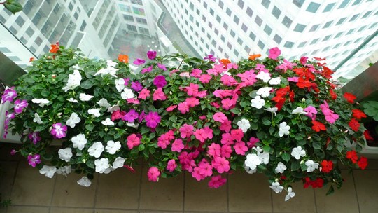 Nh&agrave; phố c&oacute; ban c&ocirc;ng hướng T&acirc;y n&ecirc;n trồng loại c&acirc;y n&agrave;o vừa xanh m&aacute;t, giảm tiếng ồn lại hợp phong thủy - Ảnh 2.