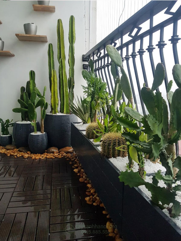 Nh&agrave; phố c&oacute; ban c&ocirc;ng hướng T&acirc;y n&ecirc;n trồng loại c&acirc;y n&agrave;o vừa xanh m&aacute;t, giảm tiếng ồn lại hợp phong thủy - Ảnh 1.