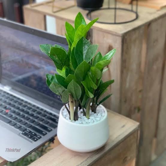 Vật phẩm n&ecirc;n đặt tr&ecirc;n b&agrave;n l&agrave;m việc để sự nghiệp hanh th&ocirc;ng - Ảnh 2.