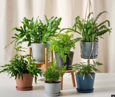 Loại c&acirc;y cảnh trong nh&agrave; cho người bận rộn - Ảnh 3.