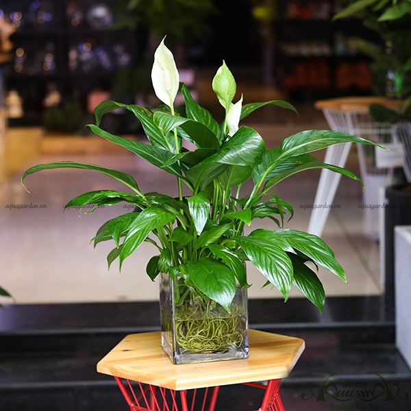 Loại c&acirc;y cảnh nội thất đặt g&oacute;c ph&ograve;ng kh&aacute;ch vừa thanh lọc kh&ocirc;ng kh&iacute; vừa tụ vượng kh&iacute; - Ảnh 3.