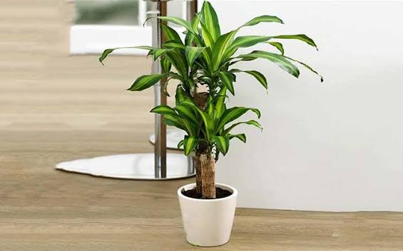 Loại c&acirc;y cảnh xanh gi&uacute;p thanh lọc kh&ocirc;ng kh&iacute;, lại được xem l&agrave; biểu tượng của may mắn - Ảnh 1.