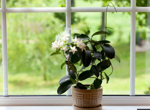 Loại cây nhả oxy vào ban đêm vừa giúp phòng ngủ thêm phần sinh động lại giảm căng thẳng hiệu quả - Ảnh 1.