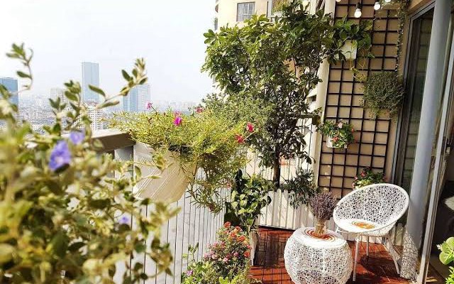 Lo&agrave;i c&acirc;y hấp thụ độc tố v&agrave; bụi bẩn lại mang &yacute; nghĩa b&igrave;nh an trong cuộc sống  - Ảnh 3.