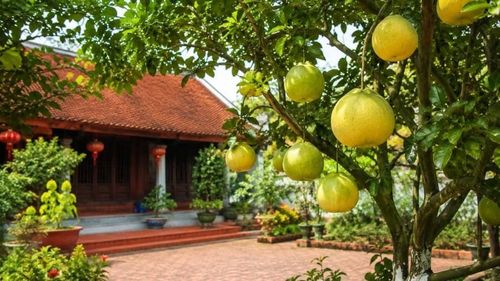 Vị trí trồng cây bưởi mang lại may mắn và những lưu ý khi trồng cây bưởi trước nhà - Ảnh 1.
