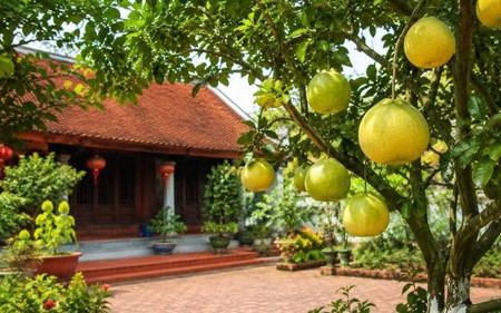 Cây kim ngân hợp mệnh gì, tuổi nào? Loại cây phong thủy những tháng cuối năm 2026 - Ảnh 3.