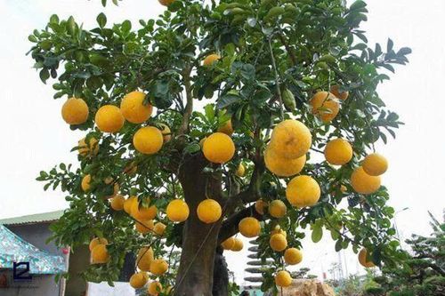 Vị trí trồng cây bưởi mang lại may mắn và những lưu ý khi trồng cây bưởi trước nhà - Ảnh 3.