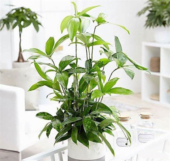 Các loại cây mang ý nghĩa may mắn rất dễ chăm sóc cho người bận rộn - Ảnh 2.