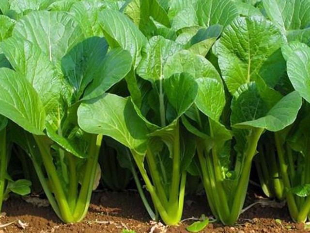 Người tiểu đường và axit uric cao nên ăn rau gì để cải thiện sức khỏe - Ảnh 3.