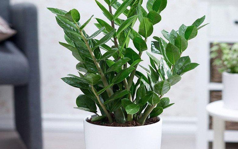 M&ugrave;a thu trồng c&acirc;y g&igrave; chuẩn nhất? B&iacute; quyết chọn c&acirc;y v&agrave; lưu &yacute; cần biết - Ảnh 4.