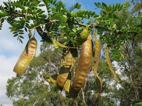 C&ocirc;ng dụng của việc đốt bồ kết kh&ocirc;ng phải ai cũng biết - Ảnh 1.