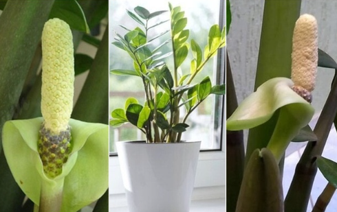 Loại c&acirc;y ra hoa l&agrave; nghĩ ng&agrave;y tiền về lại hợp cả 5 mệnh Kim Mộc Thủy Hỏa Thổ - Ảnh 2.
