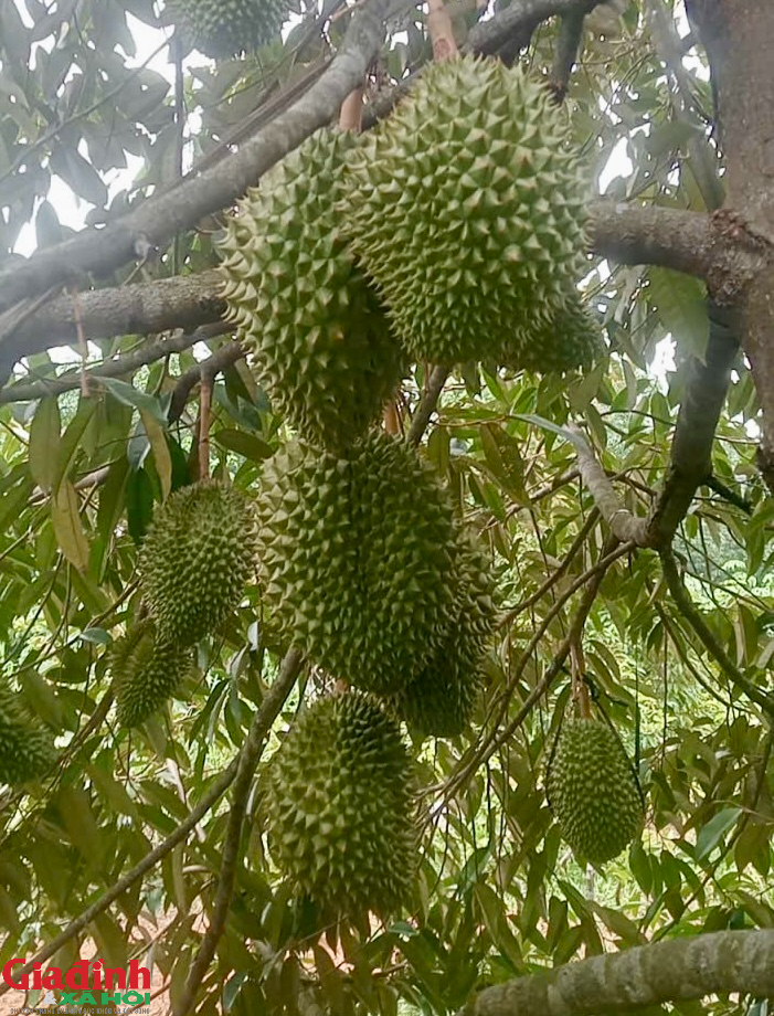 Ki&ecirc;n tr&igrave; với lo&agrave;i c&acirc;y 'đỏng đảnh', sau 7 năm đạt kết quả bất ngờ - Ảnh 5.