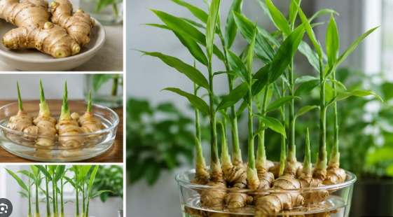 Đ&acirc;y l&agrave; l&yacute; do v&igrave; sao xu hướng trồng gừng thủy sinh trong nh&agrave; ng&agrave;y c&agrave;ng được ưa chuộng? - Ảnh 3.