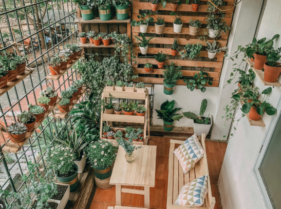 Mẹo bố trí cây cảnh đúng phong thủy từ phòng khách, phòng bếp và ban công - Ảnh 2.