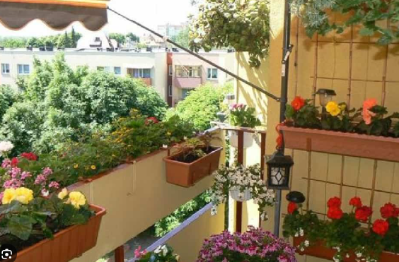 Loại cây người xưa khuyên không đặt ở ban công vì lý do này - Ảnh 3.