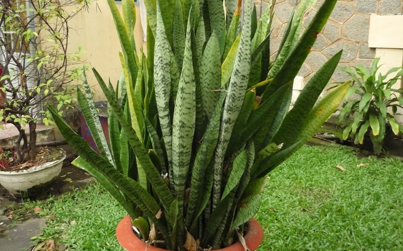 Loại c&acirc;y ra hoa được người xưa trọng dụng, xem l&agrave; biểu tượng của vượng t&agrave;i, tụ lộc - Ảnh 5.