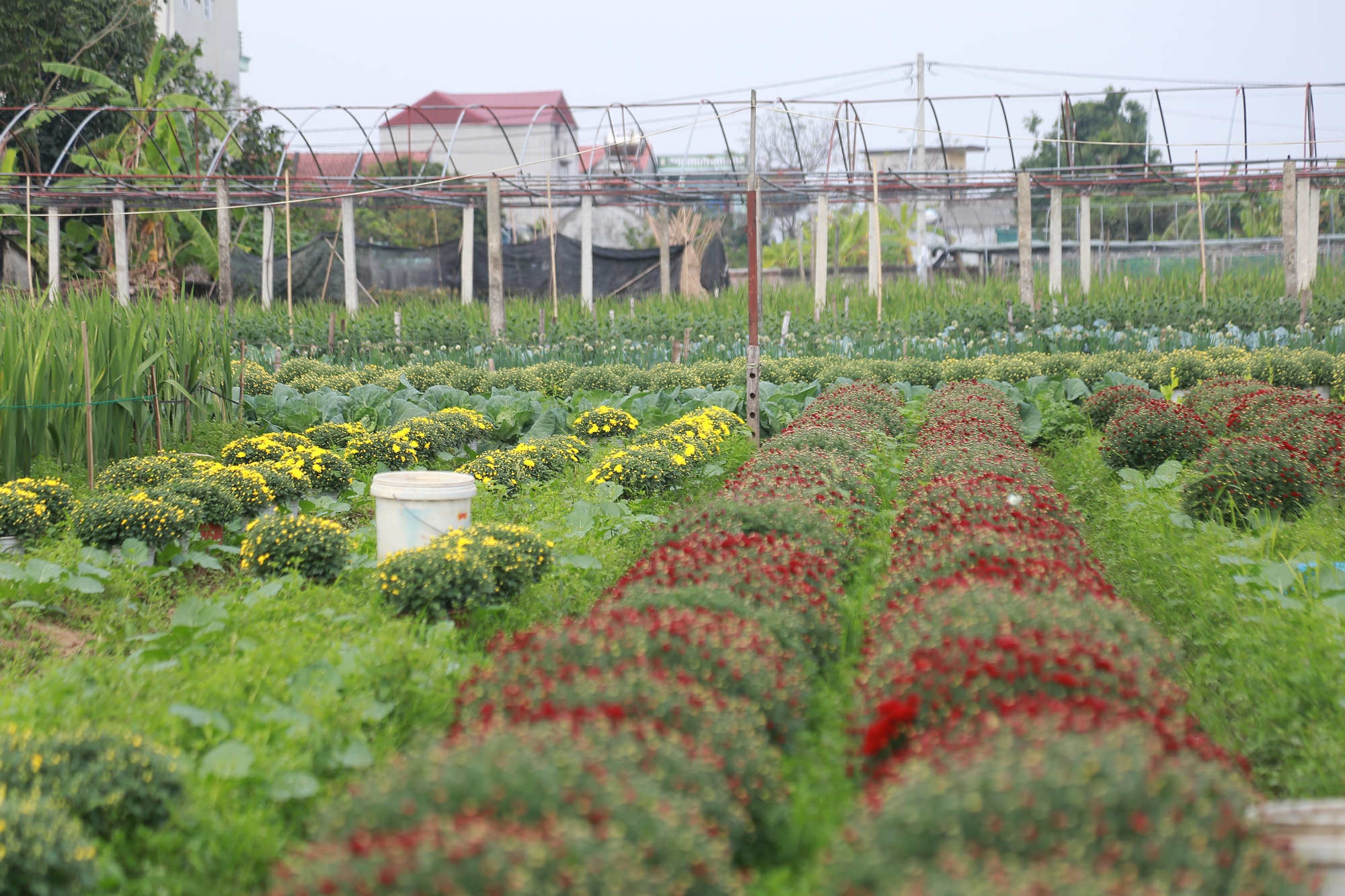 Cảnh tất bật tại làng hoa Ninh Phúc , Ninh Bình những ngày cận Tết Nguyên đán 2026 - Ảnh 4. Cảnh tất bật tại làng hoa Ninh Phúc , Ninh Bình những ngày cận Tết Nguyên đán 2026 - Ảnh 4.