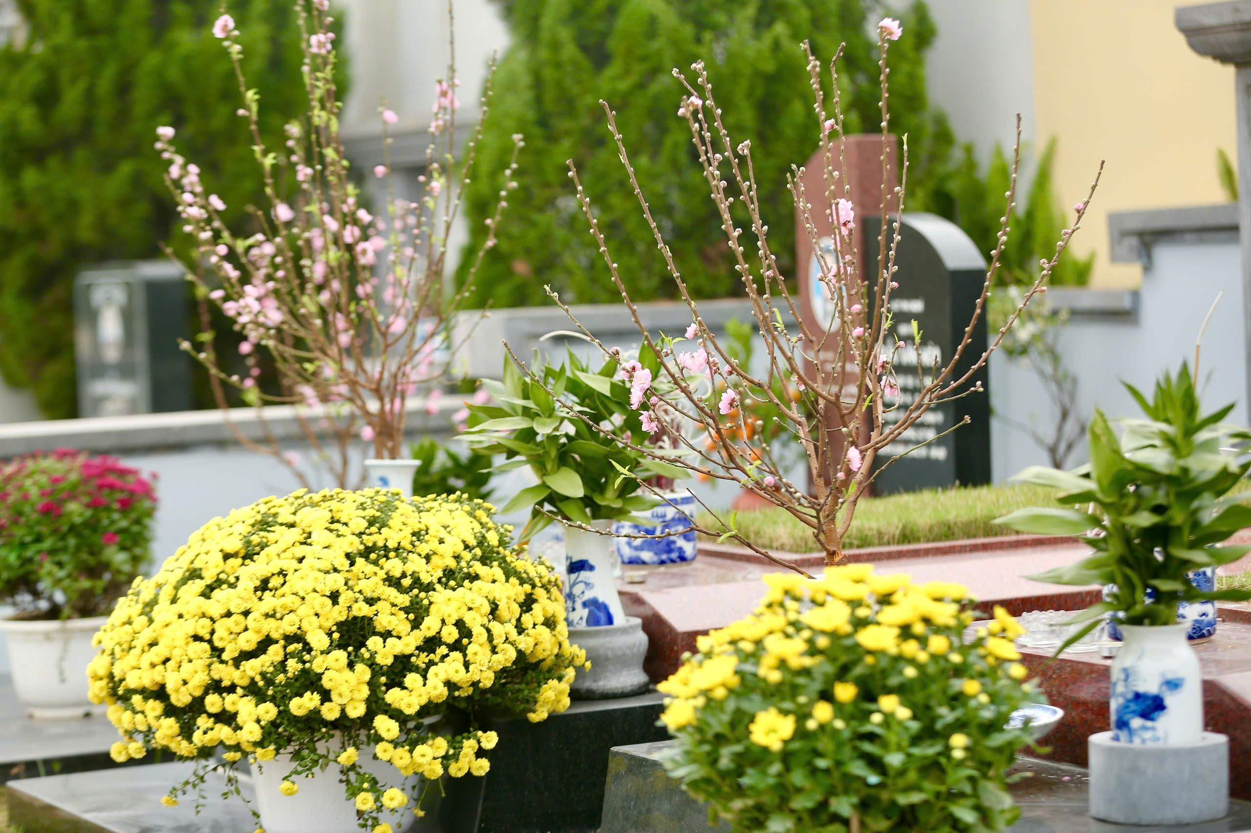 Người dân sắm quất đào đưa lên nghĩa trang tảo mộ ngày Tết Bính Ngọ 2026 - Ảnh 10. Người dân sắm quất đào đưa lên nghĩa trang tảo mộ ngày Tết Bính Ngọ 2026 - Ảnh 10.