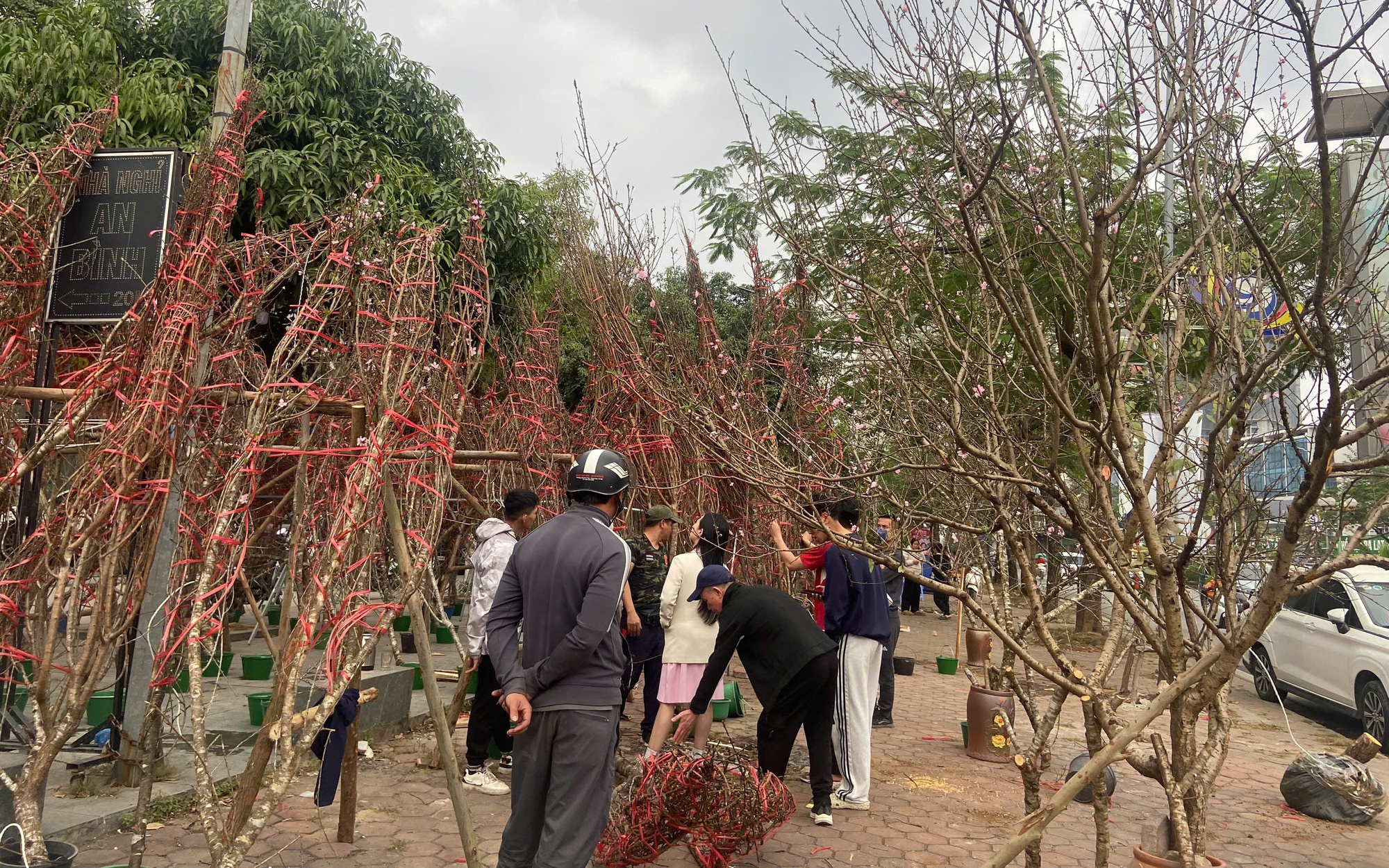 L&aacute;i bu&ocirc;n ngược xu&ocirc;i thu mua đ&agrave;o rừng Mộc Ch&acirc;u, M&ugrave; Cang Chải, Sa Pa về ti&ecirc;u thụ tại H&agrave; Nội 
