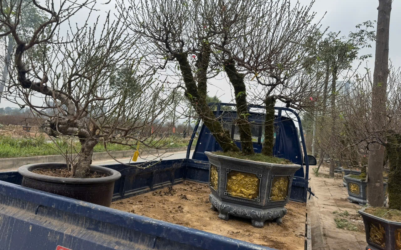 Đ&agrave;o Bắc Nam tiến, số lượng năm sau tăng hơn năm trước