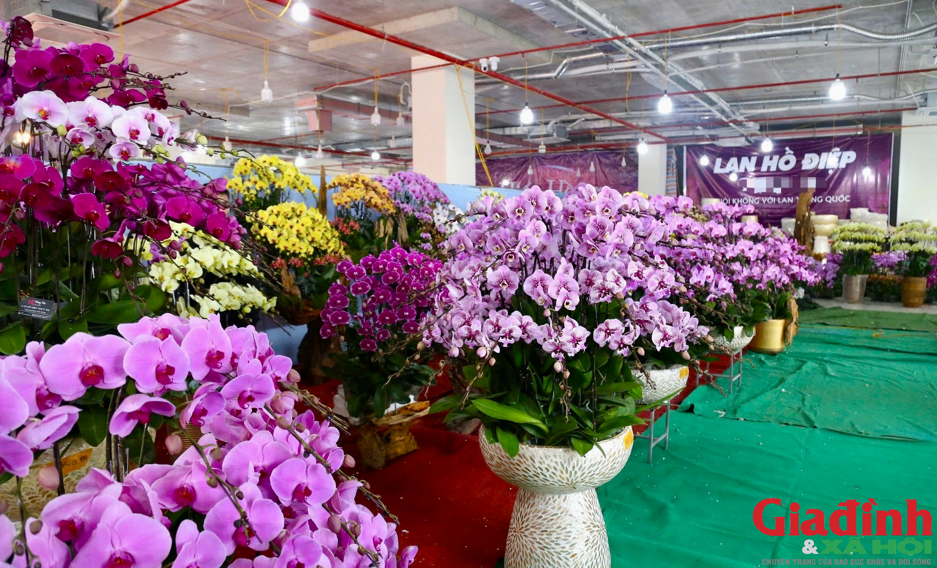 'H&aacute;i ra tiền' nghề cắm hoa Tết, cao điểm thu 4-5 triệu đồng/ng&agrave;y - Ảnh 1.