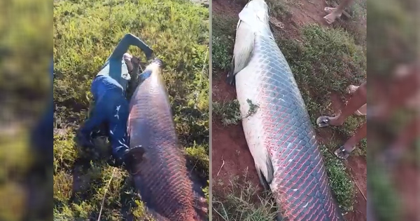 Ngư dân bắt được cá khủng nặng 135kg trên sông, cả làng kinh ngạc