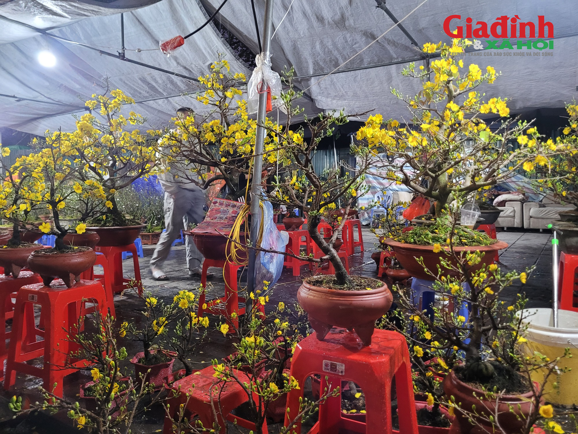 Giá cả thị trường cây cảnh Tết 2026 tại chợ hoa Tân Mai rực rỡ sắc màu - Ảnh 3. Giá cả thị trường cây cảnh Tết 2026 tại chợ hoa Tân Mai rực rỡ sắc màu - Ảnh 3.