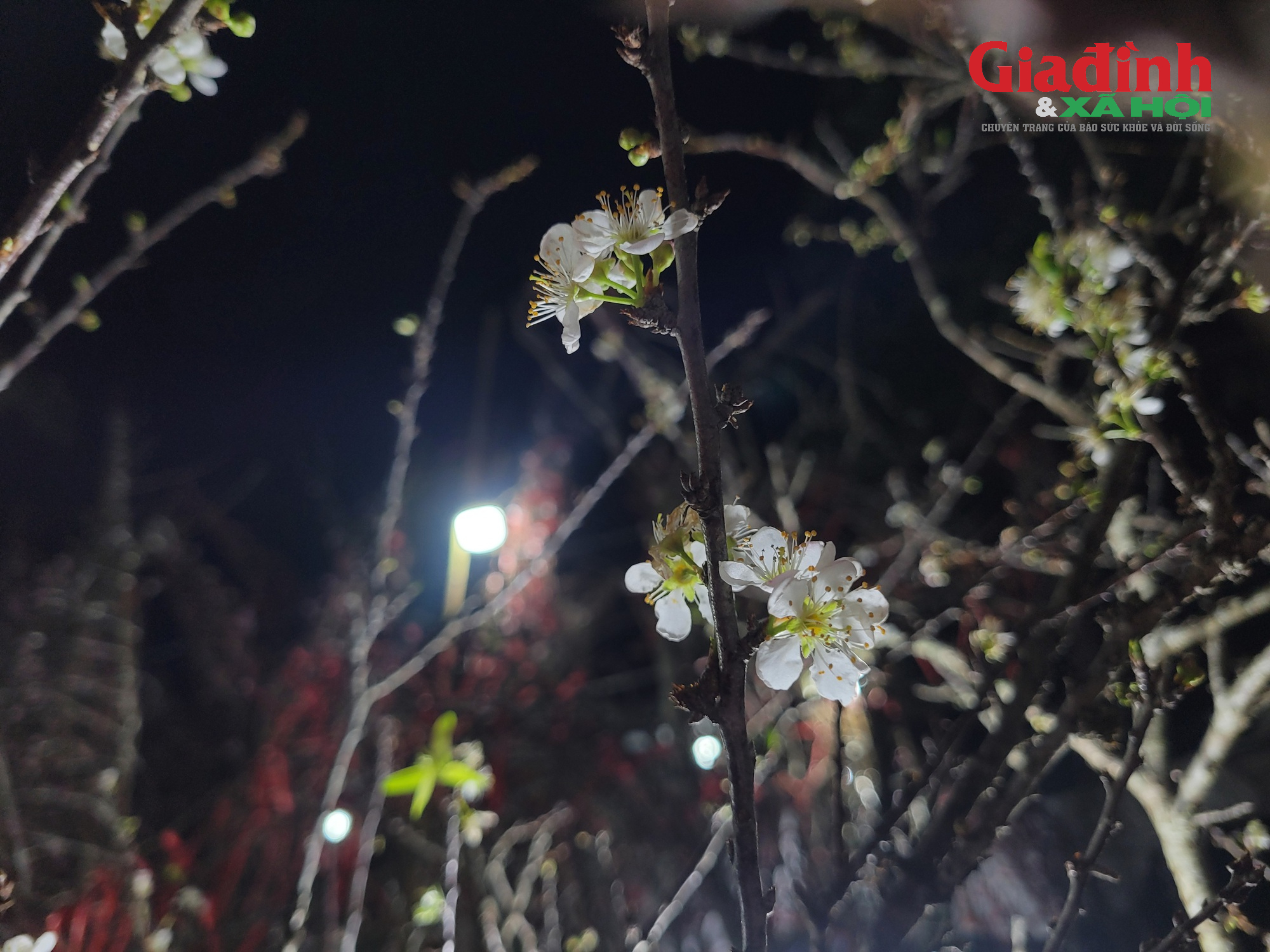 Giá cả thị trường cây cảnh Tết 2026 tại chợ hoa Tân Mai rực rỡ sắc màu - Ảnh 13. Giá cả thị trường cây cảnh Tết 2026 tại chợ hoa Tân Mai rực rỡ sắc màu - Ảnh 13.