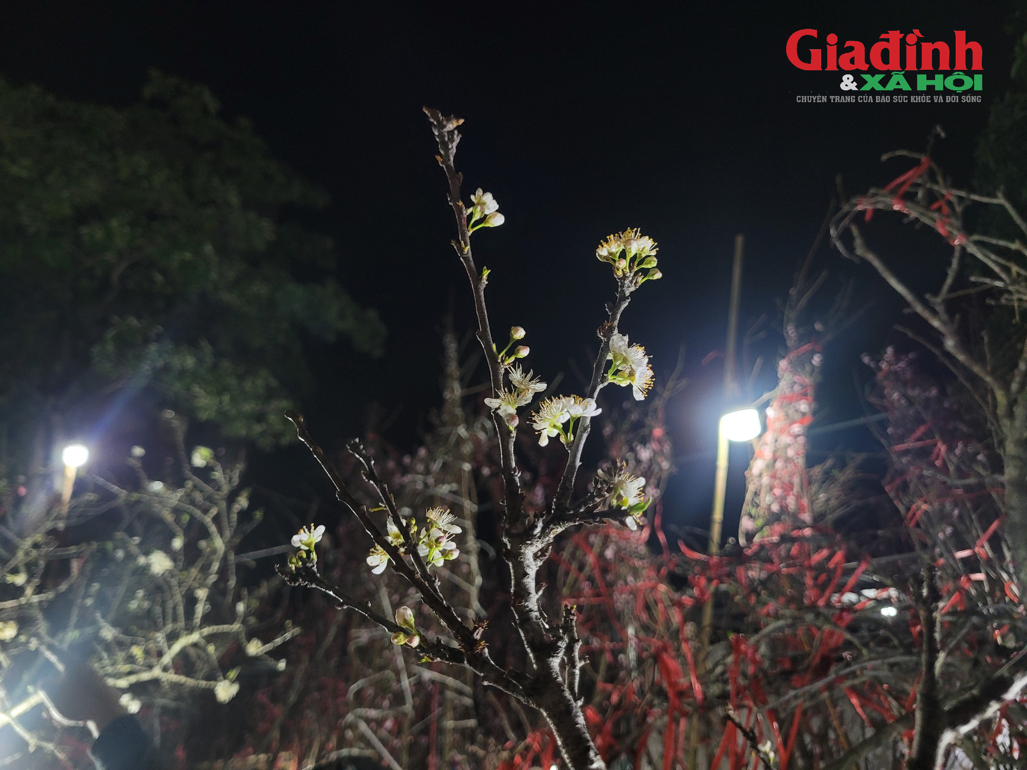 Giá cả thị trường cây cảnh Tết 2026 tại chợ hoa Tân Mai rực rỡ sắc màu - Ảnh 12. Giá cả thị trường cây cảnh Tết 2026 tại chợ hoa Tân Mai rực rỡ sắc màu - Ảnh 12.