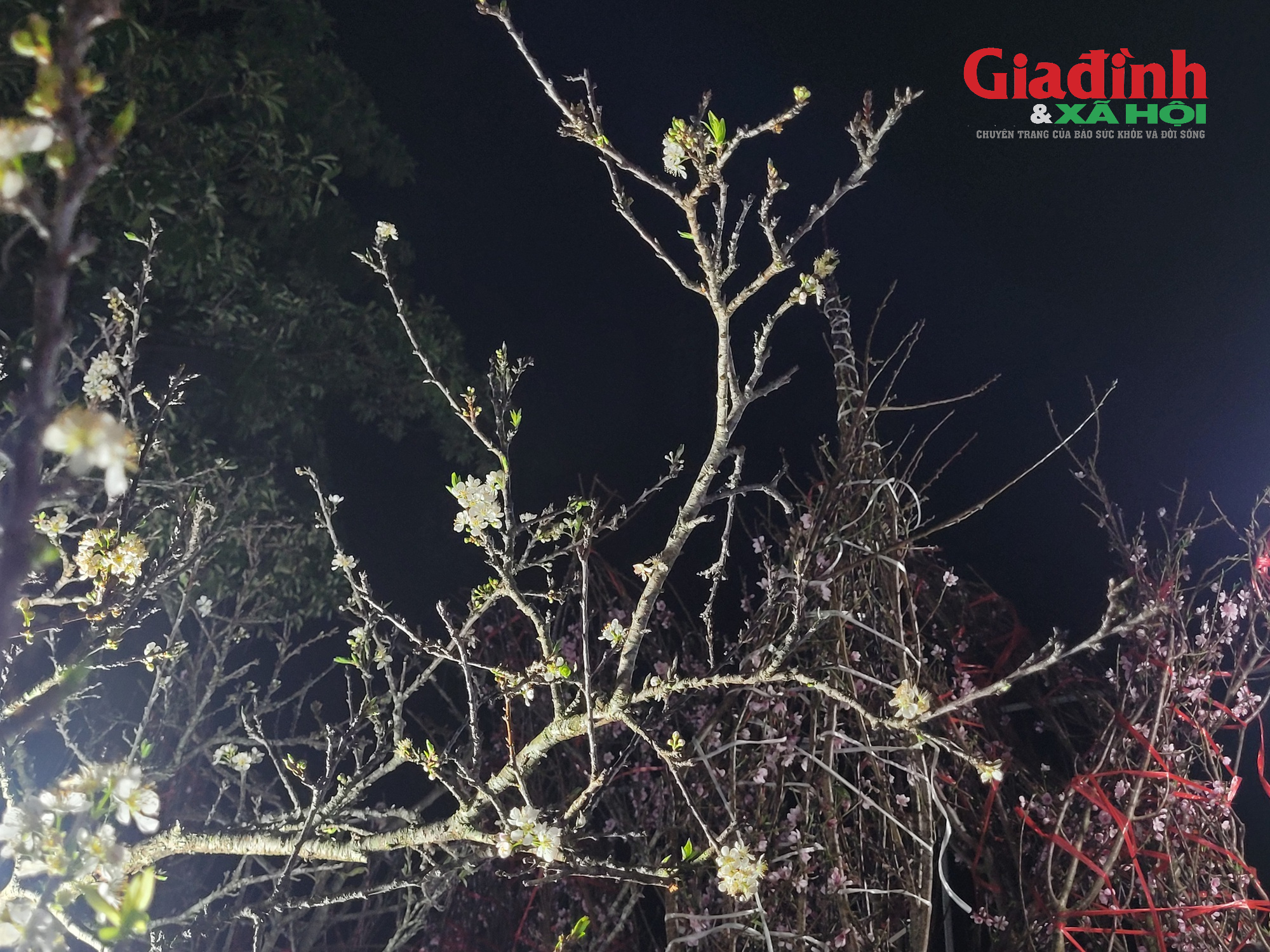 Giá cả thị trường cây cảnh Tết 2026 tại chợ hoa Tân Mai rực rỡ sắc màu - Ảnh 11. Giá cả thị trường cây cảnh Tết 2026 tại chợ hoa Tân Mai rực rỡ sắc màu - Ảnh 11.