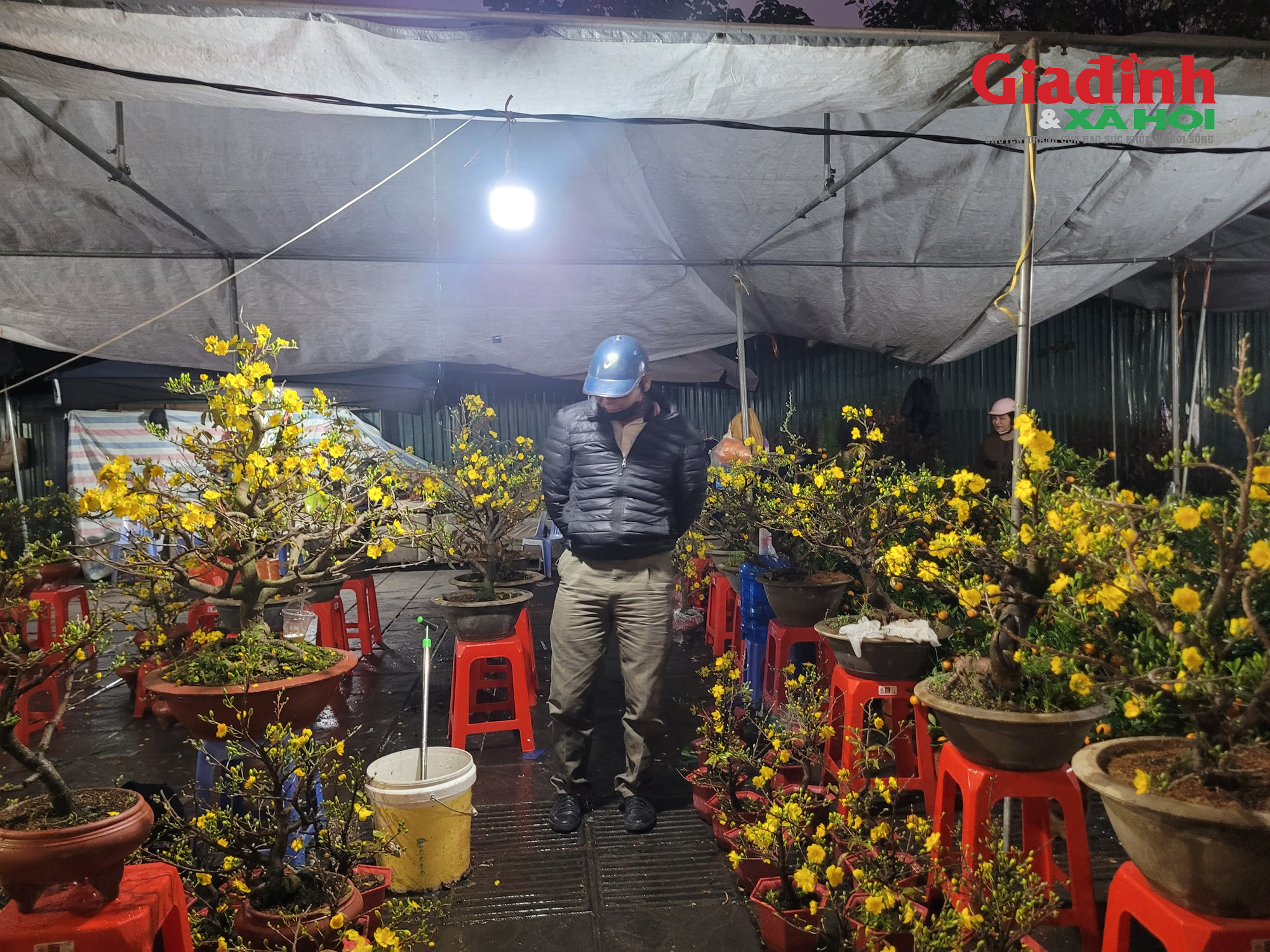 Giá cả thị trường cây cảnh Tết 2026 tại chợ hoa Tân Mai rực rỡ sắc màu - Ảnh 9. Giá cả thị trường cây cảnh Tết 2026 tại chợ hoa Tân Mai rực rỡ sắc màu - Ảnh 9.