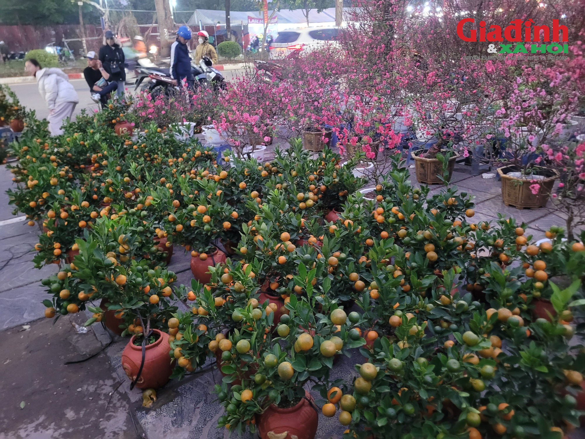 Giá cả thị trường cây cảnh Tết 2026 tại chợ hoa Tân Mai rực rỡ sắc màu - Ảnh 8. Giá cả thị trường cây cảnh Tết 2026 tại chợ hoa Tân Mai rực rỡ sắc màu - Ảnh 8.