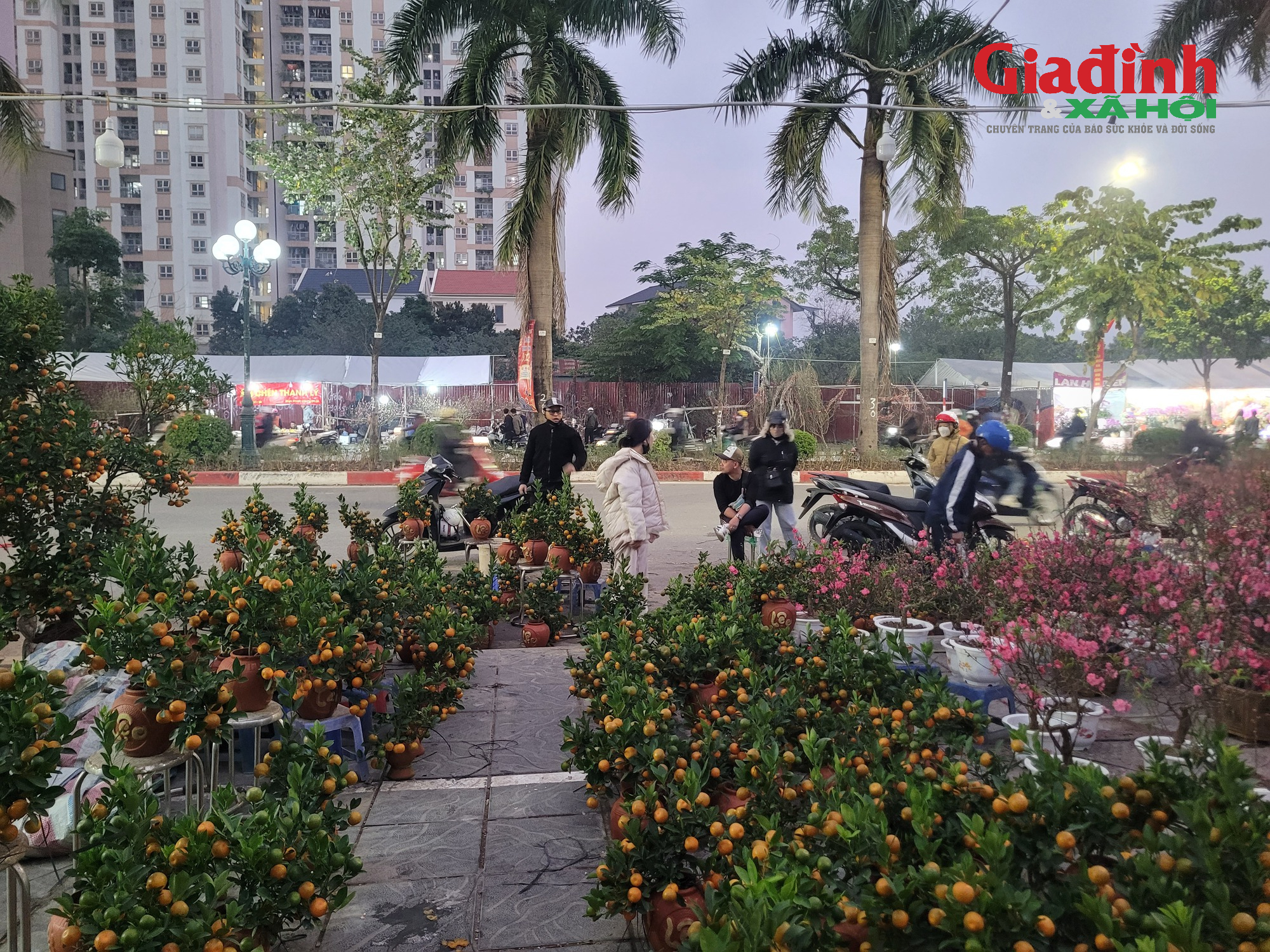 Giá cả thị trường cây cảnh Tết 2026 tại chợ hoa Tân Mai rực rỡ sắc màu - Ảnh 2. Giá cả thị trường cây cảnh Tết 2026 tại chợ hoa Tân Mai rực rỡ sắc màu - Ảnh 2.