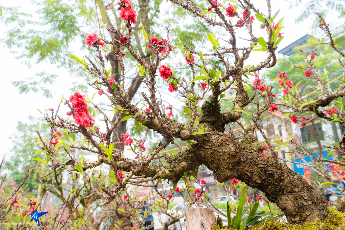 Cặp thuyền đ&agrave;o thất thốn gi&aacute; gần một tỷ đồng dịp Tết - Ảnh 9.